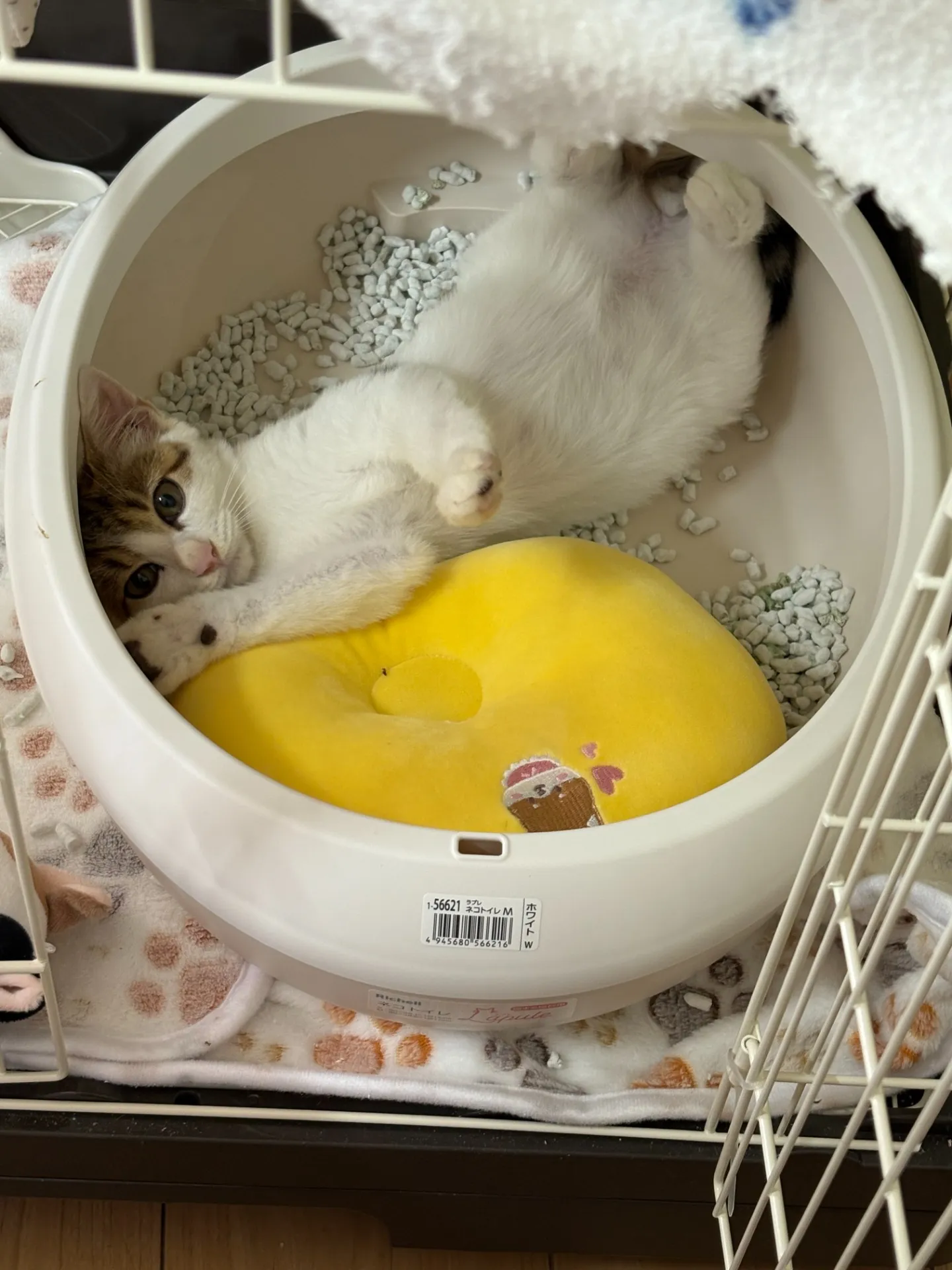 最近のアイのエピソード