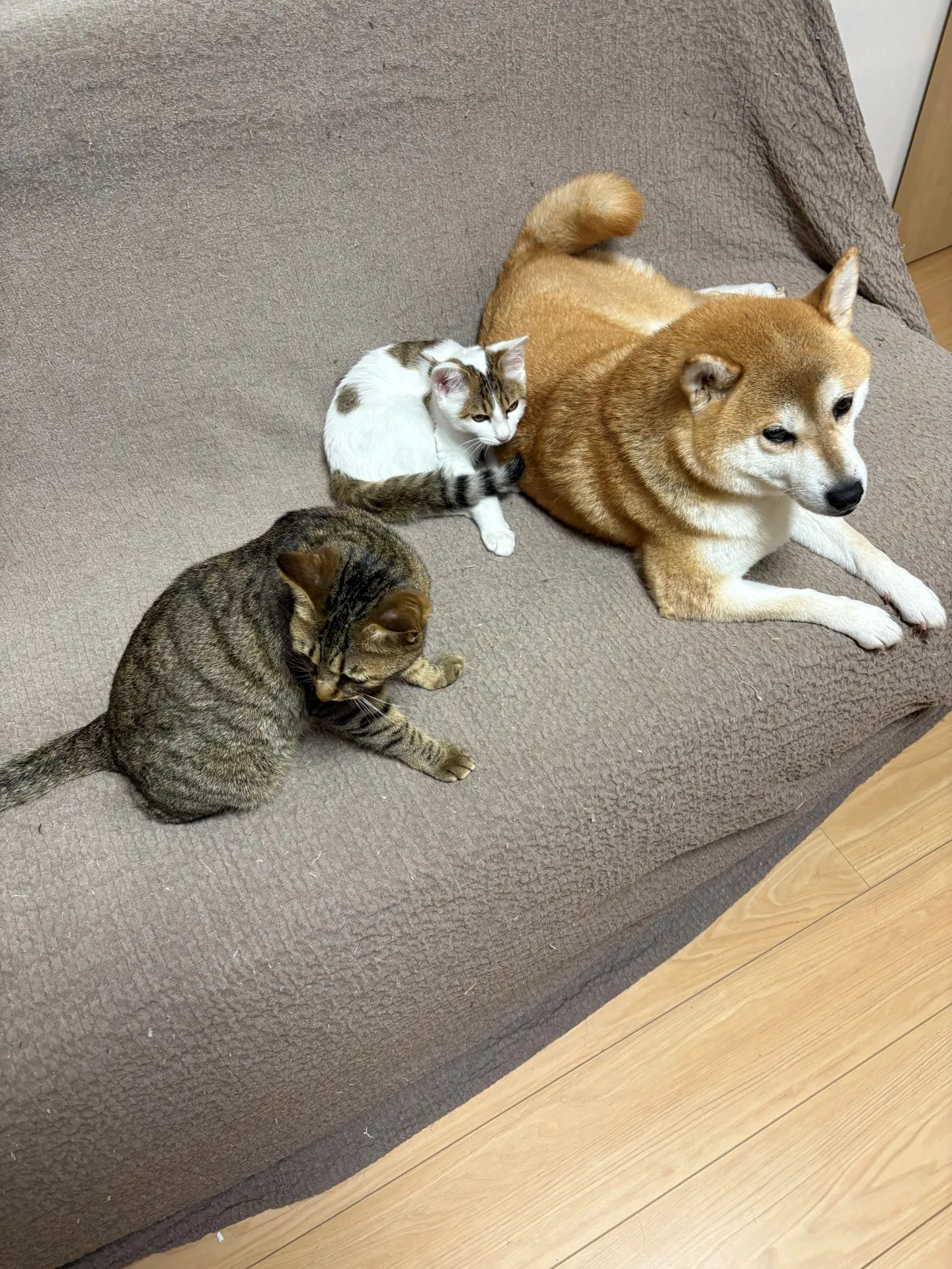 みんなと一緒に遊べるようになりなした😽