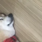 アニマルセラピー